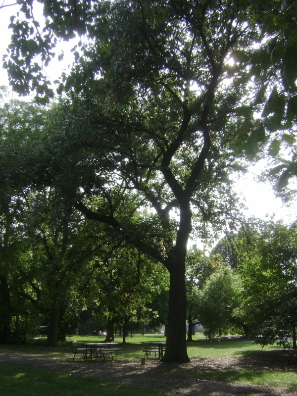 Quercus velutina form