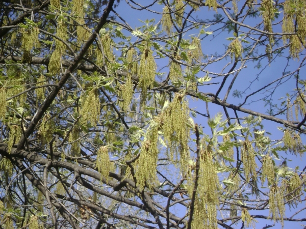 Quercus velutina catkins and new leaves