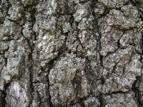 Quercus velutina lichen-covered bark