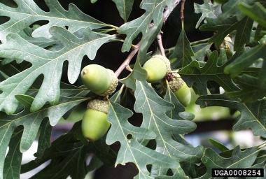 Quercus alba acorn