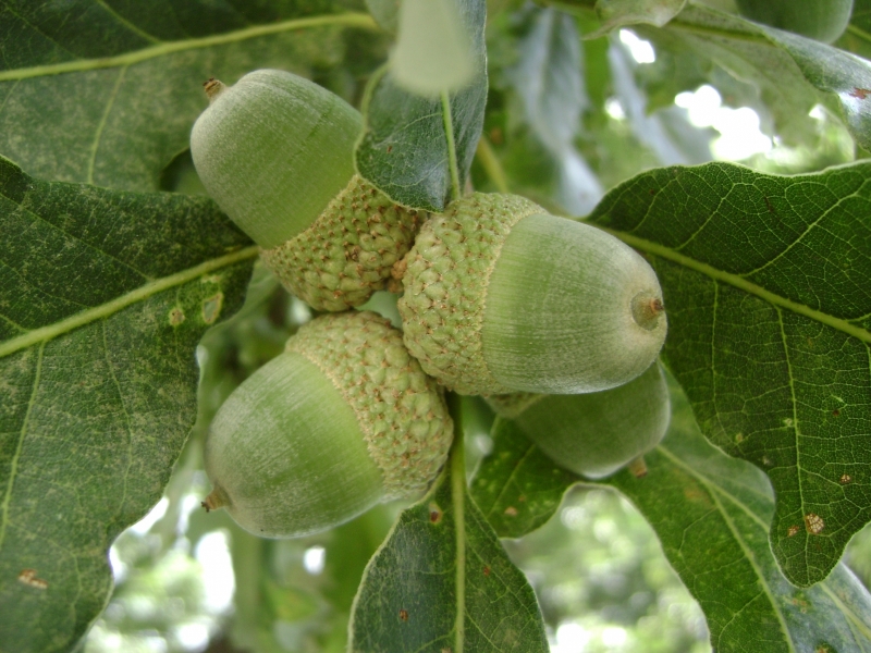 Quercus alba acorn