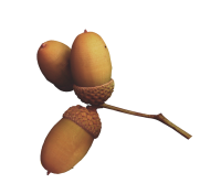 acorn decorative
