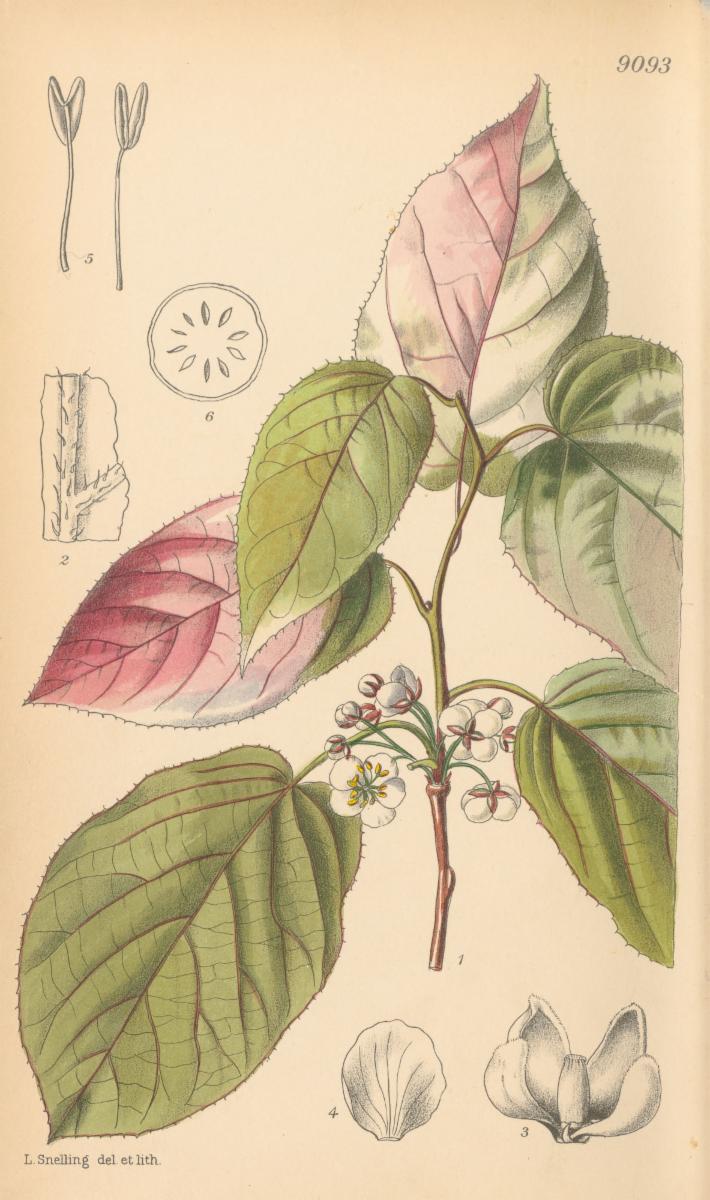 Actinidia kolomikta  Hand-coloured lithograph of Actinida kolomikta by Lilian Snelling (1925) Curtis's Botanical Magazine