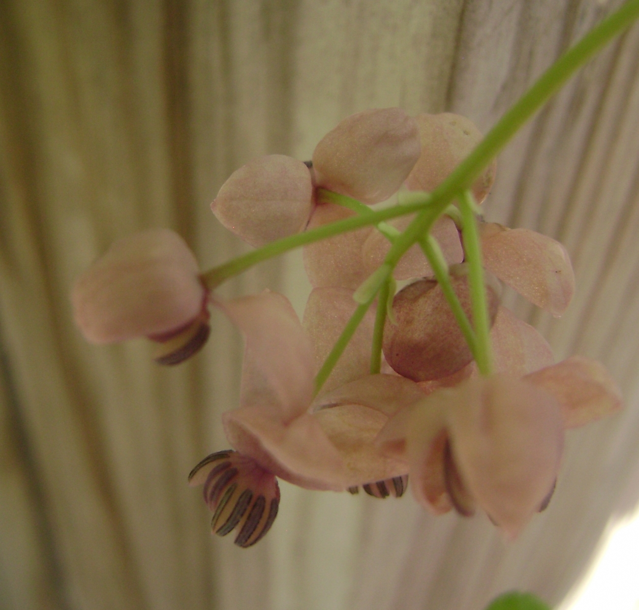 Akebia x pentaphylla inflorescence