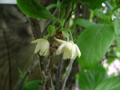 Schisandra chinensis Magnolia Vine flower