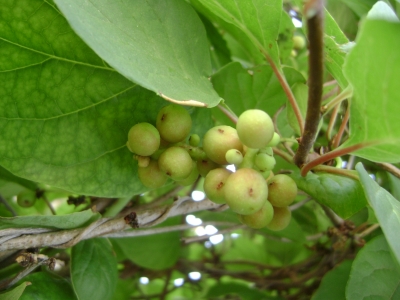 Schisandra chinensis Chinese Magnolia Vine