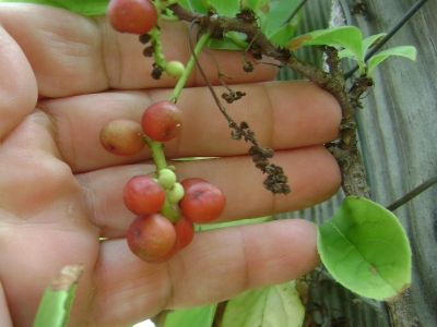 Schisandra chinensis Chinese Magnolia Vine