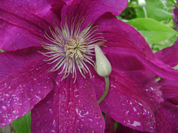 Clematis bud and flower