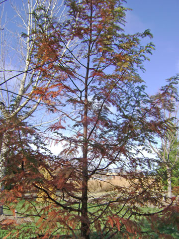 Metasequoia glyptostroboides form