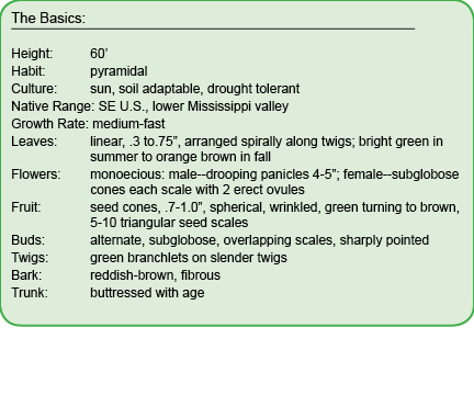taxodium distichum basics