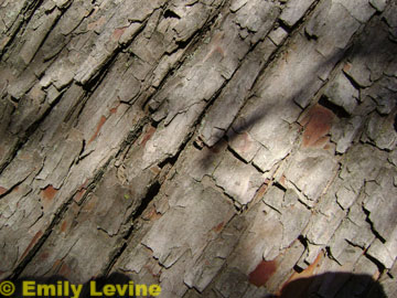 Taxodium distichum bark