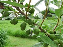 Prunus besseyi fruit