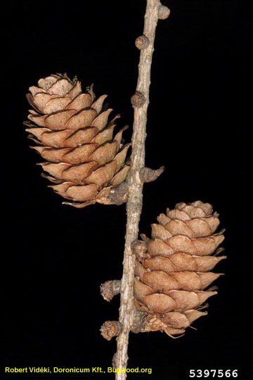 larch cones