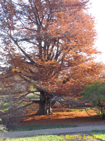 Taxodium distichum fall tree