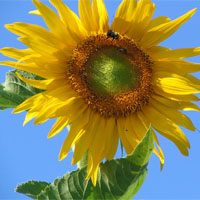 sunflowerbloomtime.jpg