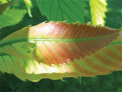 Young leaf of Castanea dentata